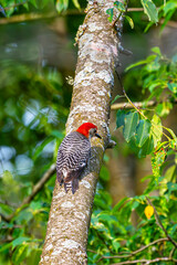 Red-bellied woodpecker on tree