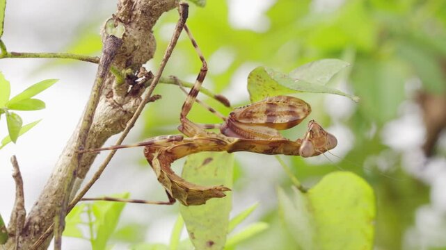 Dead leaf mantis, deroplatys desiccata, indonesia, southeast asia, camouflaged insect