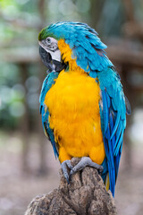 Blue-and-Yellow Macaw (Ara ararauna) Perched on Tree Trunk showcasing its stunning plumage in rich tones of cobalt blue and golden yellow, looking sideways with a curious expression