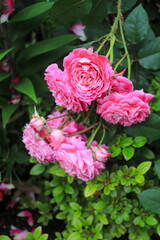 Roses blooming in Japan