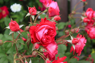 Roses blooming in Japan