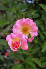 Roses blooming in Japan