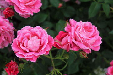 Roses blooming in Japan