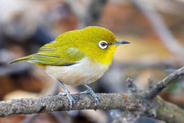 可愛いメジロ（メジロ科）
英名学名：Japanese White Eye, Zosterops Japonica (family Mejiroidea).
水盤で水浴びをしている。
神奈川県横浜市三ツ池公園-2025
