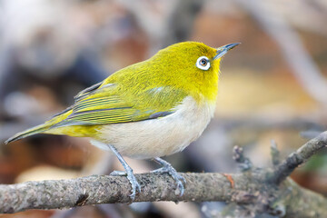 可愛いメジロ（メジロ科）
英名学名：Japanese White Eye, Zosterops Japonica (family Mejiroidea).
水盤で水浴びをしている。
神奈川県横浜市三ツ池公園-2025
