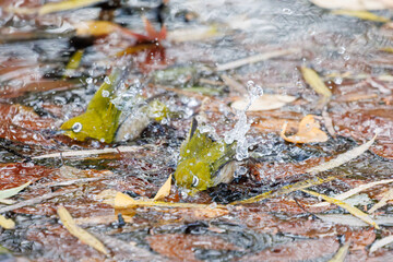 可愛いメジロ（メジロ科）
英名学名：Japanese White Eye, Zosterops Japonica (family Mejiroidea).
水盤で水浴びをしている。
神奈川県横浜市三ツ池公園-2025
