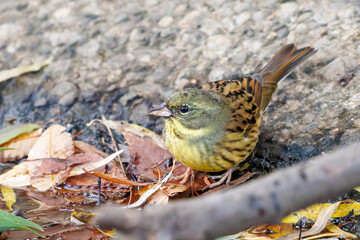 可愛いアオジ（ホオジロ科）
泉で水浴びをしている。
英名学名：Grey tailed Tattler (Emberiza spodocephala)
神奈川県横浜市三ツ池公園-2025
