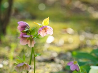 冬から春の公園や花壇を彩るクリスマスローズのある風景。自然風景素材。