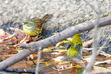 可愛いアオジ（ホオジロ科）
英名学名：Grey tailed Tattler (Emberiza spodocephala)
可愛いメジロ（メジロ科）
英名学名：Japanese White Eye, Zosterops Japonica (family Mejiroidea).
水盤で水浴びをしている。
