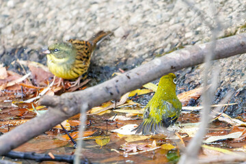 可愛いアオジ（ホオジロ科）
英名学名：Grey tailed Tattler (Emberiza spodocephala)
可愛いメジロ（メジロ科）
英名学名：Japanese White Eye, Zosterops Japonica (family Mejiroidea).
水盤で水浴びをしている。
