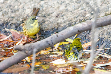可愛いアオジ（ホオジロ科）
英名学名：Grey tailed Tattler (Emberiza spodocephala)
可愛いメジロ（メジロ科）
英名学名：Japanese White Eye, Zosterops Japonica (family Mejiroidea).
水盤で水浴びをしている。
