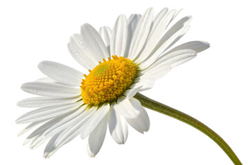 white daisy flower isolated on transparent white background