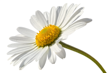 white daisy flower isolated on transparent white background