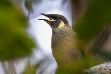 Portrait of a Lewin's Honeyeater
