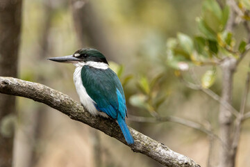 A Torresian Kingfisher perched on a branch