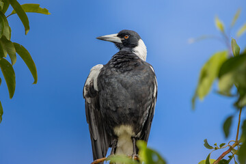An Australian Magpie perched with blue sky background