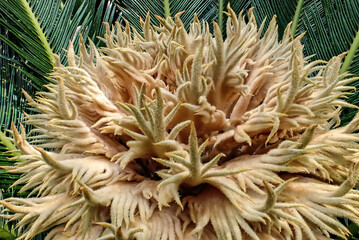 The Female Bloom (flower) of a Sago Palm (Cycas revoluta)