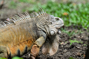 Close-up of a green iguana showcasing its detailed scaly skin, spines, and dewlap. The lizard’s sharp eye and textured body are captured against a blurred natural background