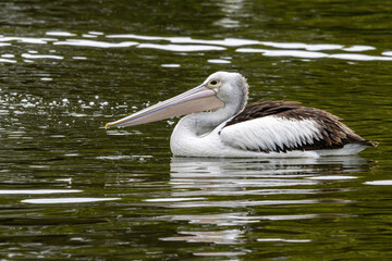 An Australian Pelican swimming in water