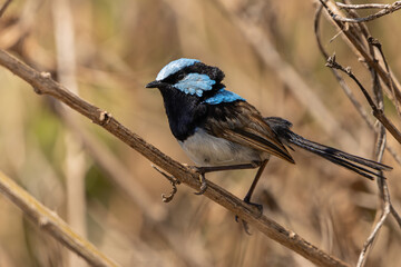 A Male Superb Fairywren perched on a branch