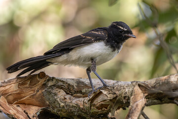 Close up of a Willie Wagtail bird perched