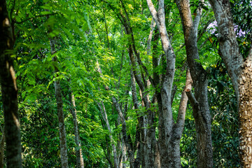 Fototapeta premium A lush green garden is a vibrant tapestry of diverse plant life. Verdant foliage