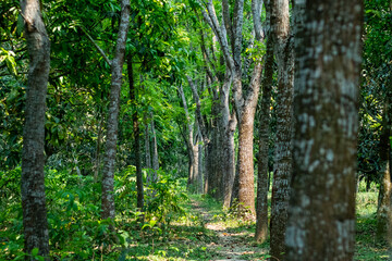 Obraz premium dense forest or plantation is depicted, with mature trees receding into the distance