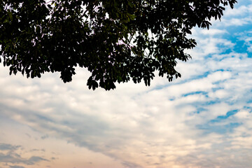 Dark green tree leaves are silhouetted against a bright, cloudy sky