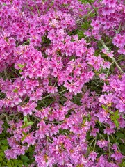 Obraz premium Pink Flower Patch