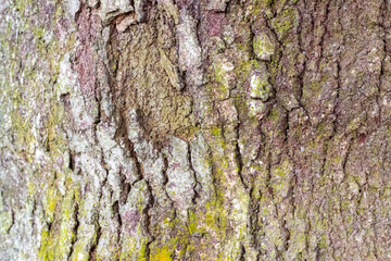 Rough, textured tree bark, possibly sugar maple or birch, shows mottled greens