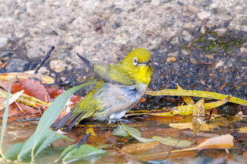 可愛いメジロ（メジロ科）
英名学名：Japanese White Eye, Zosterops Japonica (family Mejiroidea).
水盤で水浴びをしている。

