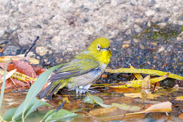 可愛いメジロ（メジロ科）
英名学名：Japanese White Eye, Zosterops Japonica (family Mejiroidea).
水盤で水浴びをしている。
