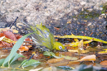 可愛いメジロ（メジロ科）
英名学名：Japanese White Eye, Zosterops Japonica (family Mejiroidea).
水盤で水浴びをしている。

