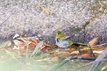 可愛いメジロ（メジロ科）
英名学名：Japanese White Eye, Zosterops Japonica (family Mejiroidea).
水盤で水浴びをしている。
