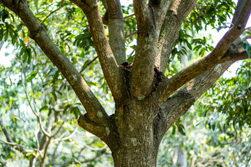 The intricate branching structure of a tree, likely a mature specimen