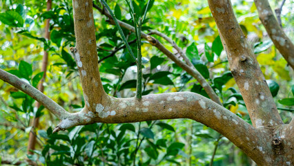 The trunk and branches of what appears to be a citrus tree brownish gray