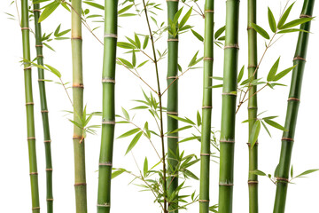 bamboo stalks tree isolated on transparent white background