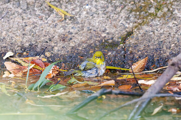 可愛いメジロ（メジロ科）
英名学名：Japanese White Eye, Zosterops Japonica (family Mejiroidea).
水盤で水浴びをしている。
