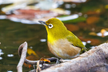 可愛いメジロ（メジロ科）
英名学名：Japanese White Eye, Zosterops Japonica (family Mejiroidea).
水盤で水浴びをしている。
