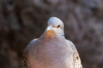 美しいカワラバト（ハト科）
英名学名：Rock Pigeon (Columba livia)
神奈川県横浜市三ツ池公園-2025
