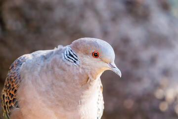美しいカワラバト（ハト科）
英名学名：Rock Pigeon (Columba livia)
神奈川県横浜市三ツ池公園-2025
