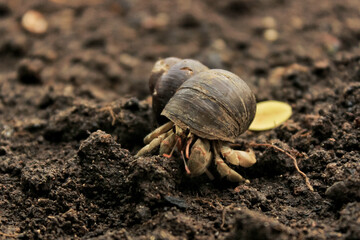 hermit crab with beautiful shell. hermit crab has claws and many legs. hermit crab on nature sand background. hermid crab has latin name Paguroidea