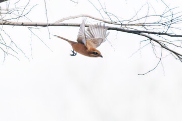 飛翔する美しいモズ（モズ科）
英名学名：Bull headed shrike (Lanius...