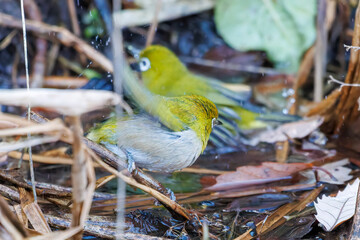 可愛いメジロ（メジロ科）
英名学名：Japanese White Eye, Zosterops Japonica (family Mejiroidea).
水盤で水浴びをしている。
