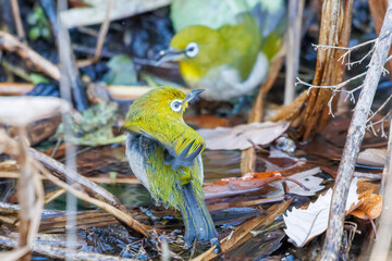 可愛いメジロ（メジロ科）
英名学名：Japanese White Eye, Zosterops Japonica (family...
