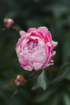 pink peonies in garden