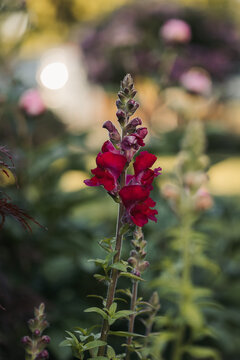 deep red snapdragon flower in garden 