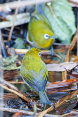可愛いメジロ（メジロ科）
英名学名：Japanese White Eye, Zosterops Japonica (family Mejiroidea).
水盤で水浴びをしている。
