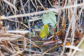 可愛いメジロ（メジロ科）
英名学名：Japanese White Eye, Zosterops Japonica (family Mejiroidea).
水盤で水浴びをしている。
