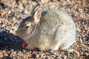 Cute rabbit on the ground in Wyoming